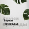 Звуки Природы - 101.ru — слушать онлайн